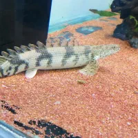 پولی اژدر 35 سانت غذا خور فعال