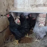 نیمچه گلین وارداتی و ویاندوت|حیوانات مزرعه|مرند, |دیوار