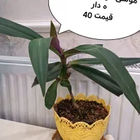 گل اپارتمانی|گل و گیاه طبیعی|تهران, حکیمیه|دیوار