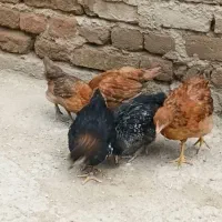 جوجه محلی 3 ماهه