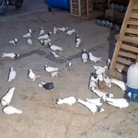 طوقی نرو ماده