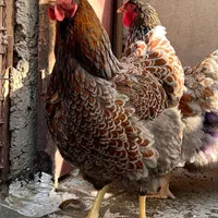 ویاندوت ویاندوت بلورد|حیوانات مزرعه|تهران, امام خمینی|دیوار