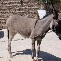 خر جوان تازه سواری. قیمت هشت میلیون