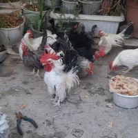 مرغ وخروس جاپنیز