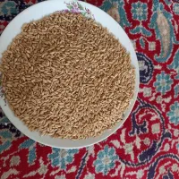 گندم بذر فروشی