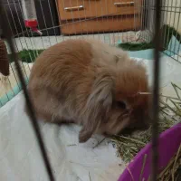 خرگوش لپ|موش و خرگوش|تهران, والفجر (افسریه)|دیوار