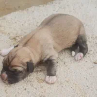 فروش سگ|سگ|بجنورد, |دیوار