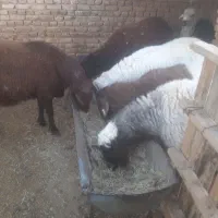 بره|حیوانات مزرعه|یزد, |دیوار