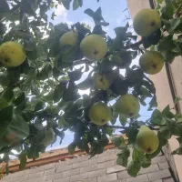 معاوضه زمین با ماشین|فروش زمین و ملک کلنگی|اصفهان, کارلادان|دیوار