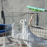 کبوتر ارزان|پرنده|سامان, |دیوار