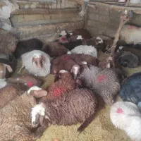 سلام بره شیری