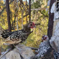 سیبرایت|حیوانات مزرعه|خوانسار, |دیوار