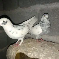 جفت. 1میلون