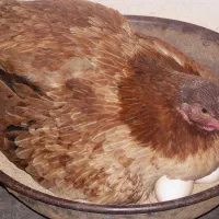 دو عدد مرغ کرچ
