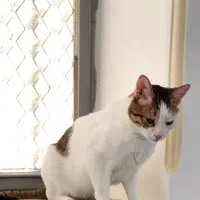 یه پسر جنتلمن|گربه|بوشهر, |دیوار