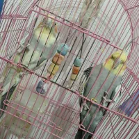 عروس هلندی|پرنده|زنجان, |دیوار