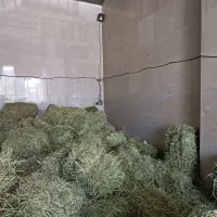خسیل قصیل علوفه خصیل