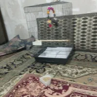 جوجه مینا شاه تخم