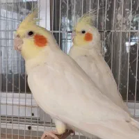 جفت عروس هلندی