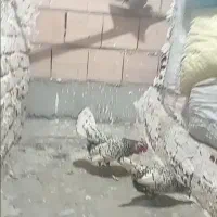 مرغ وخروس|حیوانات مزرعه|بهارستان, |دیوار