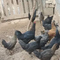 فروش باری یاخلنگ