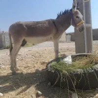 خر نر|حیوانات مزرعه|بهبهان, |دیوار