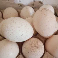تخم بوقلمون نطفه دار برنز انگلیسی
