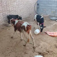 گوساله|حیوانات مزرعه|اهواز, الهائی|دیوار