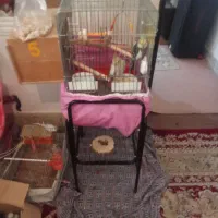 عروس هلندی|پرنده|ری, شهادت|دیوار