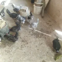 تخم مرغ نطفه دار گلین طوسی چهل تاج فول کیفیت|حیوانات مزرعه|اصفهان, کارلادان|دیوار