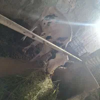 فروش یک عدد گاو سفید