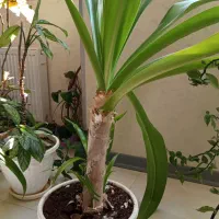 گل آپارتمانی|گل و گیاه طبیعی|شاهین‌شهر, شهرک میلاد|دیوار