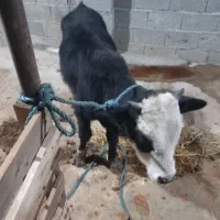 ورزا کوله های چالوسی همه اث فروشی|حیوانات مزرعه|سنگر, |دیوار