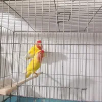 پرنده سرلاکی عروس دست اموز مرغ عشق اهلی