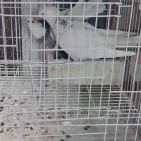 کبوتر،کفتر،طوقی،هفترنگ|پرنده|شاهین‌شهر, اقبال لاهوری|دیوار