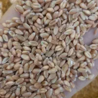 گندم پیشگام|خدمات باغبانی و درختکاری|نیر (اردبیل), |دیوار