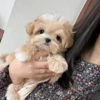 واگذاری توله سگ پسته 3900 تومن