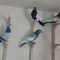 کفتر بهبانی|پرنده|شیراز, سعدیه شمالی|دیوار