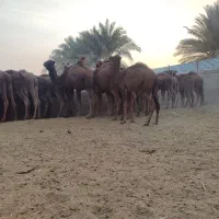 20 حاشی فروشی