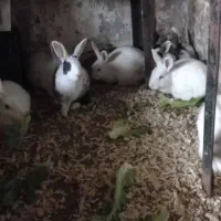 ۱۰ خرگوش نرو ماده|موش و خرگوش|رویان, |دیوار