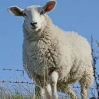 فروش گوسفند زنده سراسر تهران باقصاب درمحل|حیوانات مزرعه|تهران, کن|دیوار
