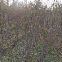 فروش نهال بادام آذر و نهال درخت بلوط|خدمات باغبانی و درختکاری|خسروشاه, |دیوار