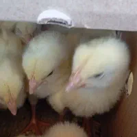 نیازمند نیروی کار در مرغداری