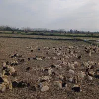 فروش جوجه اردک های یک ماهه(با تضمین سلامت و اصالت)|حیوانات مزرعه|گوراب زرمیخ, |دیوار