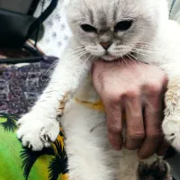 گربه بریتشین|گربه|فردیس, منظریه|دیوار