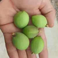 چغاله شلیل سوپر سایکینگ (حسن پوری)