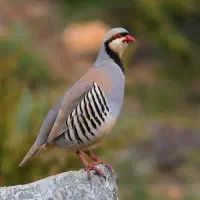 بلدرچین کوهی