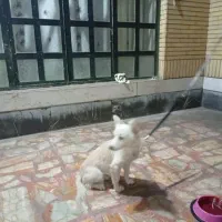 سگ آروم و بی صدا