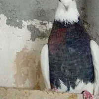 کبوتر|پرنده|مشهد, محمدآباد|دیوار