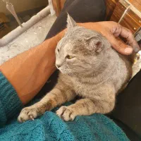 گربه ماده چاقالو و باردار میکس چین چیلا و DSH|گربه|اصفهان, باتون|دیوار